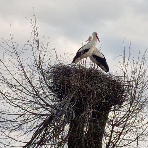 Отдых в деревне