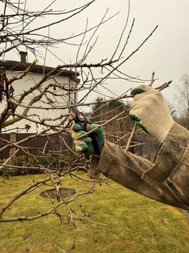 Обрезка деревьев, стрижка кустов, расчистка участка